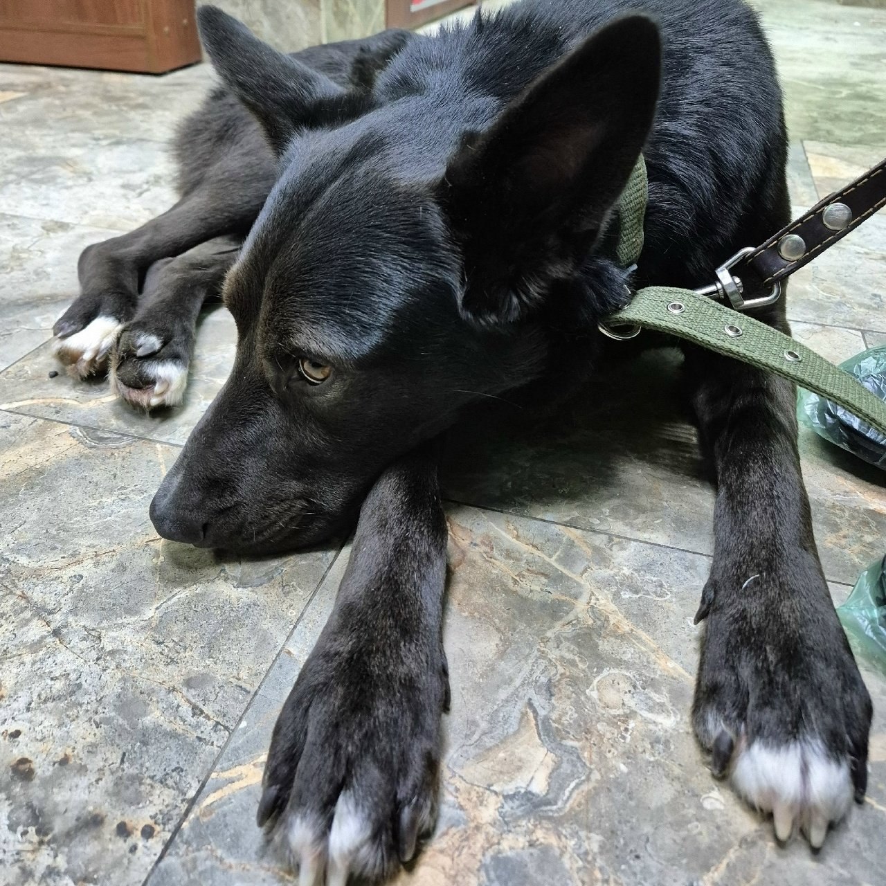 Полицая начала проверку по факту стрельбы в бездомную собаку в Псковской области Сотрудники МО МВД России Печорский начали проверку по факту публикаций в СМИ и соцсетях в которых сообщается что в Палкинском районе неизвестные стреляли в собаку по кличке Лорд В настоящий момент выясняются все обстоятельства произошедшего сообщает канал Псковская сводка Напомним ранее волонтеры псковского приюта Лесопилка поделились историей пса Лорда из поселка Палкино в которого стреляли неизвестные живодеры   www pskov kp ru daily 27760 5207884 В итоге животное получило несколько травм различной степени тяжести в том числе серьезно пострадала одна из лап В настоящее время животным занимаются ветеринары Собаке предстоит пройти курс лечения и реабилитации Фото приют Лесопилка