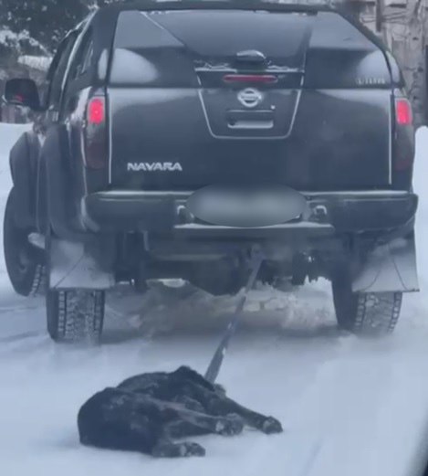 В редакцию ГТРК "Амур" прислали видео с очередным жестоким обращением с животным. Случай произошел в селе Грибское. На кадрах - медленно движущийся пикап и собака, привязанная сзади машины. Сначала питомец ехал на брюхе, а затем просто упал на бок. Очевидец ехала на авто как раз позади них и, увидев обессиленное животное, начала сигналить. После чего водитель остановился, забрал собаку в салон и уехал. Просим надзорные органы обратить внимание на данную ситуацию. Готовы предоставить более подробную информацию.