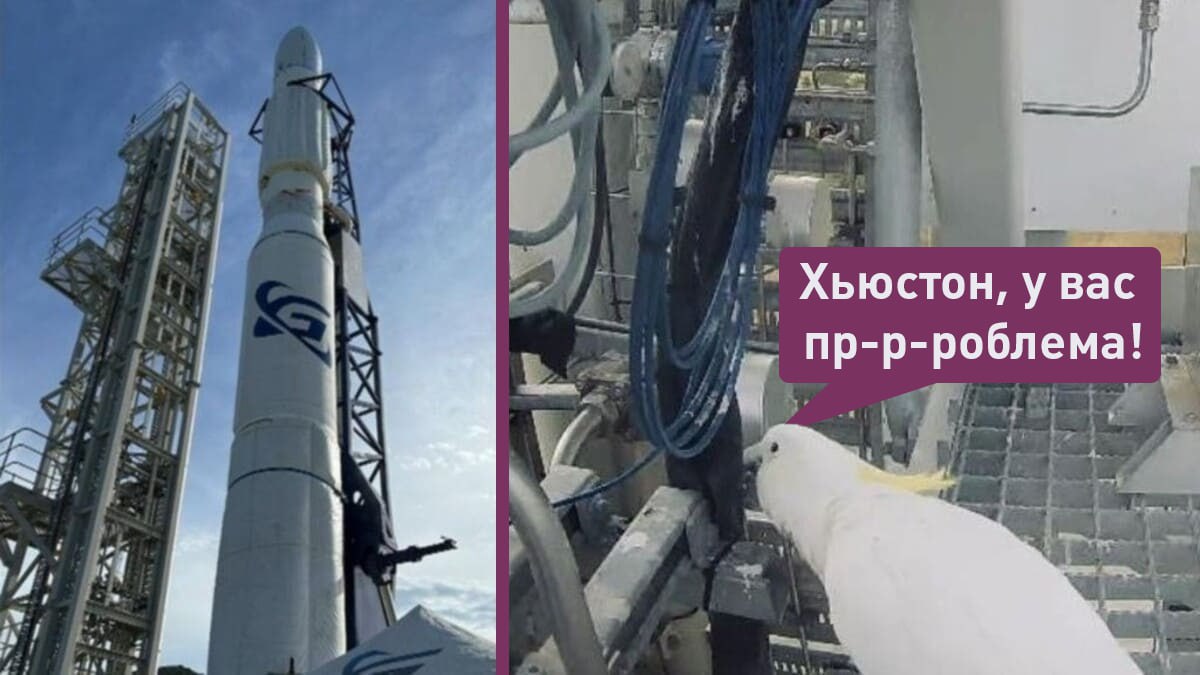 Попугая в шутку заподозрили в срыве пуска первой австралийской ракеты. Запуск отложили из-за резкого скачка напряжения — и затем на камерах наблюдения обнаружили какаду, который грыз провода А что ещё случилось?