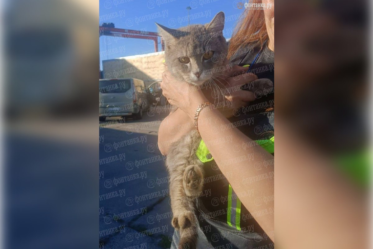 Кот из Ленобласти случайно уплыл в Балтийск в контейнере грузового судна   Под Калининградом сотрудники порта Балтийск спасли кота. Животное из Ленинградской области случайно уплыло в контейнере грузового судна.  Котик около недели жил в темноте без воды и еды. Пушистого нашли при приемке груза в Балтийске.  Сотрудники паромной линии Усть-Луга – Балтийск рассказали, что кот сразу пошел на руки, вел себя спокойно, видно, что он домашний.   Животному дали кличку Мафик. Так называют платформы, на которых стоят контейнеры.  Пока котика приютил один из работников порта. Но если найдется хозяин пушистого, то его отправят домой.  Фото: fontanka.ru