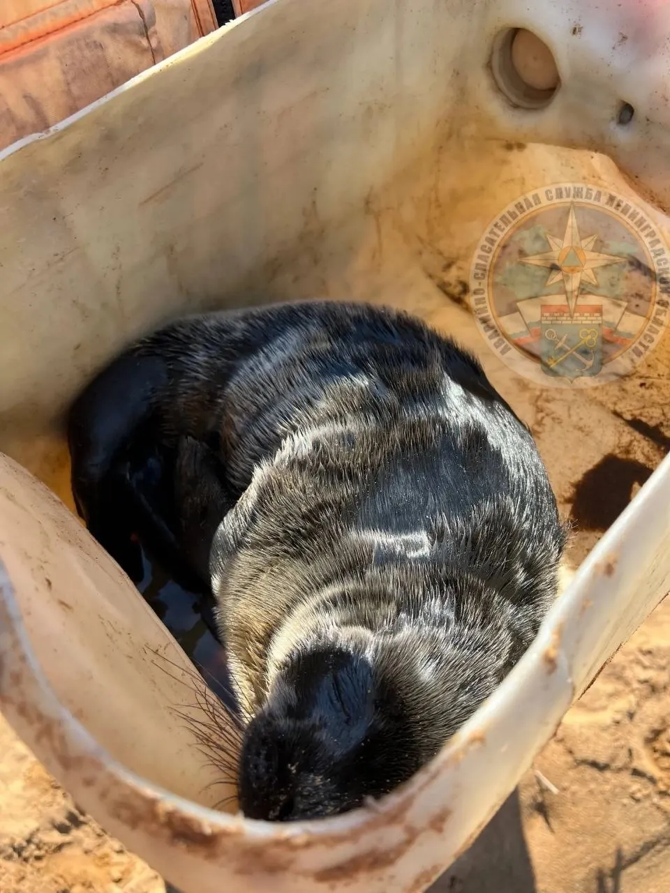 Нерпенок найденный на Васильевском острове находится при смерти Сегодня в Фонд друзей балтийской нерпы доставили двух нерп Одну из них нашли на Васильевском острове Другую прибило к берегу около Шлиссельбурга о ее передаче в фонд рассказали в спасательной службе Ленобласти Состояние нерп Нерпенок которого нашли на Васильевском острове находится при смерти рассказали Бумаге в фонде У него энтерит истощение и несколько других заболеваний Вес другого тюленя из Шлиссельбурга составляет 4 5 килограмма что является весом новорожденного При этом его возраст около двух месяцев в этом возрасте он должен весить около 14 килограммов Это крайняя степень истощения сообщили в фонде Контекст На этой и прошлой неделе в Фонде друзей балтийской нерпы рассказали о спасении нескольких нерпят 5 мая в Репино привезли детеныша из карельской Видлицы 8 мая другой нерпенок приехал в центр спасения на пассажирском сиденье машины 11 и 14 мая в фонд доставили еще двух нерпят Фонд друзей балтийской нерпы помогает морским млекопитающим в Балтийском регионе Помочь Фонду можно на его сайте Фото нерпенок из Шлиссельбурга Аварийно спасательной службы Ленобласти Подпишитесь на наш инстаграм там мы публикуем новости и истории о жизни в Петербурге
