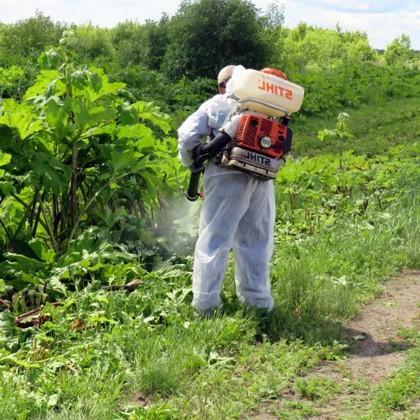 В Санкт Петербургском НИИ лесного хозяйства обнародовали перечень гербицидов для уничтожения борщевика Сосновского Об этом сообщает ТАСС со ссылкой на пресс службу Института Специалистами НИО селекции воспроизводства и химического ухода за лесом был составлен научно обоснованный перечень перспективных для изучения гербицидов раундап анкор 85 арсенал новый и магнум Результаты полевых опытов показали высокую эффективность действия отобранных гербицидов на борщевик 94 100 При этом препарат не представляет угрозы для лесных культур которые растут вместе с борщевиком По сообщению пресс службы сосна и ель проявили высокую устойчивость к гербицидам анкор 85 а ель дополнительно к смеси препаратов раундап На обработанной таким образом земле можно создать газон из злаков Методика апробирована на опытно полевых объектах Гатчинского и Волосовского лесничеств Ленинградской области фото www санэпидемстанция77 рф