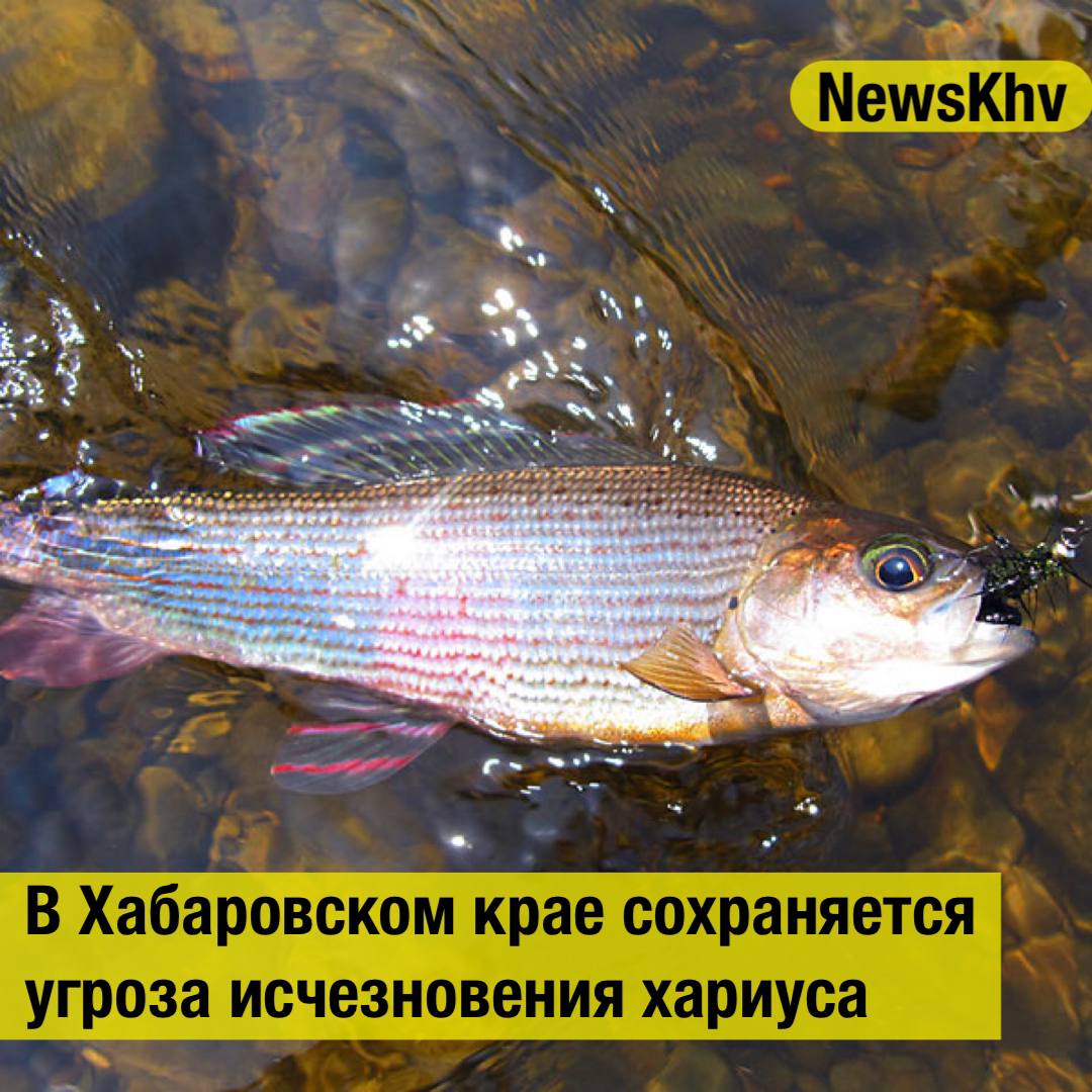 В Хабаровском крае сохраняется угроза исчезновения хариуса В реке Бурея в бассейне которой расположен одноимённый заповедник обитают сразу четыре вида хариуса что делает её уникальной единственной в мире обладающей таким биоразнообразием Один из них эндемик обитает только там Именно за него больше всего беспокоятся учёные Как рассказали в заповеднике Буреинский в будущем освоение бассейна ниже заповедника может привести к строительству ГЭС водохранилищ загрязнению вод и увеличению вылова рыбы Особую опасность представляют гидросооружения которые могут привести к исчезновению буреинского хариуса эндемика и разрушению уникальной экосистемы Учёные считают что для сохранения биоразнообразия реки необходимо строго соблюдать природоохранные положения на участке до реки Умальта а также полностью запретить лов хариуса с октября по апрель В ключевых местах обитания этой рыбы целесообразно введение особого режима природопользования Источник Transsibinfo подписывайтесь на NewsKhv Прислать новость NewsKhv Official