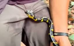 В Башкортостане змея атаковала своего владельца в интимном месте 41 летний житель Салавата увлекающийся экзотикой разводит дома пауков тараканов ящериц и змей Последствия ухода за такими питомцами нередко бывают неожиданными его любимцы уже не раз нападали на него Однако такой инцидент оказался для него полной неожиданностью его каспийский полоз укусил его сразу в нескольких местах в руку бедро и левое яичко Медики провели обследование и обнаружили у мужчины обширную гематому в области паха Укус не является ядовитым но теперь пострадавшему потребуется лечение bash ufa