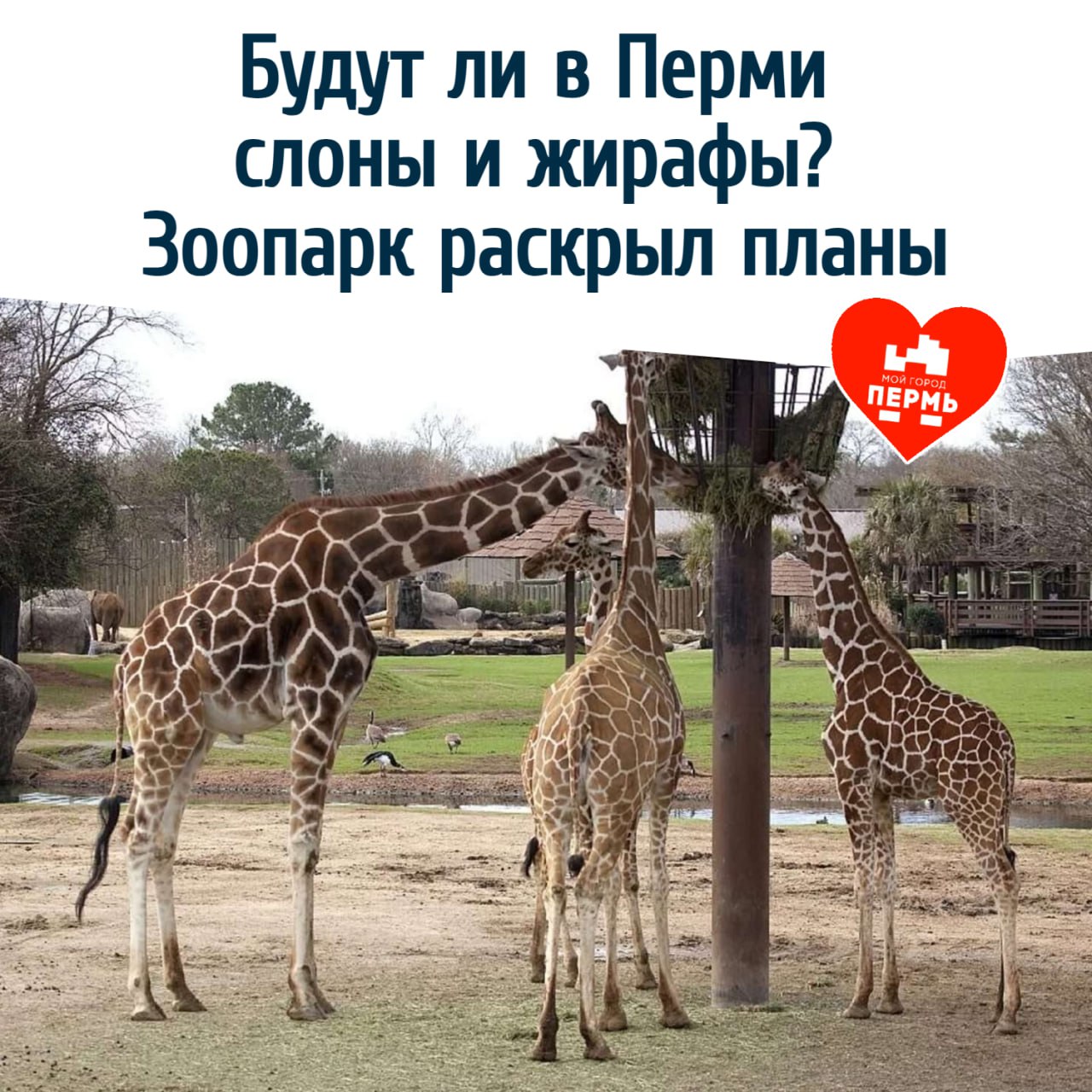 Будут ли в Перми слоны и жирафы? Зоопарк раскрыл планы Пермский зоопарк продолжает обживать новую территорию — большинство животных уже перевезли. Но есть и "особенные" обитатели, переезд которых требует особого подхода. Среди них — белые медведи с потомством, рыси, снежные барсы Кунгур и Юнгур, а также лев по имени Леро. Их переселят в ближайшее время, рассказала директор зоопарка Юлия Шитова в интервью «КП-Пермь». Что касается новых животных — коллекция будет пополняться, но без слонов. По словам Шитовой, климат в регионе слишком холодный, а современные стандарты требуют, чтобы слоны жили на естественном грунте. Строительство слоновника отменили, но участок, где он должен был появиться, не останется пустым — там планируют создать зону отдыха для горожан. А вот жирафы — будут! В зоопарке намерены построить жирафятник и поселить там не только длинношеих красавцев, но и зебр. Подписаться на «МОЙ ГОРОД — ПЕРМЬ!» Прислать новость