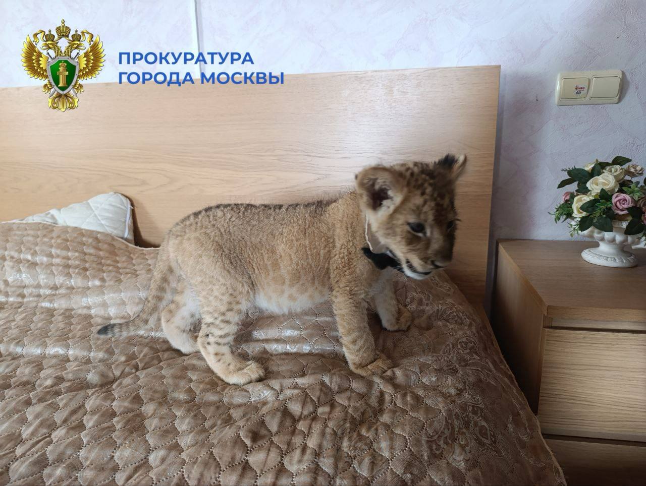 У жителей столицы изъяли двух диких кошек — льва и львёнка Дельцы использовали животных как реквизит для фотосессий, и промышляли этим не только в Москве, но и в регионах. Документов на львов у них не было. В прокуратуре заявили, что на хозяев заведено административное дело. Животных отправили в столичный зоопарк.