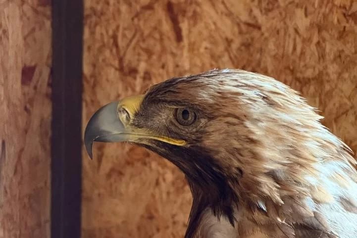 Южноуральские экологи выступили с инициативой переименовать орла могильника в императорского Южноуральские экоактивисты при поддержке природоохранных фондов предлагает на федеральном уровне переименовать орла могильника в орла императорского или солнечного орла Поводом для этой инициативы стала недавняя операция по спасению краснокнижной птицы в Орске после которой от горожан и волонтёров поступило множество вопросов о неблагозвучном названии ПОДРОБНЕЕ URALPRESS RU