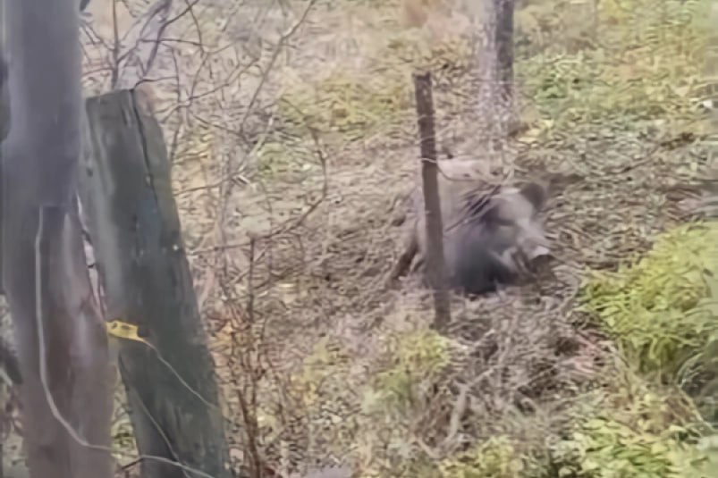 Дикий кабан застрял в заборе в поселке Слюдянского района  Местная жительница обнаружила застрявшего в заборе зверя на одном из участков на окраине поселка Байкал. Женщина сообщила о происшествии в участковое лесничество.  На место прибыли госинспекторы Байкальского участкового лесничества, которые за считанные минуты спасли зверя. Освобождение кабана попало на видео.