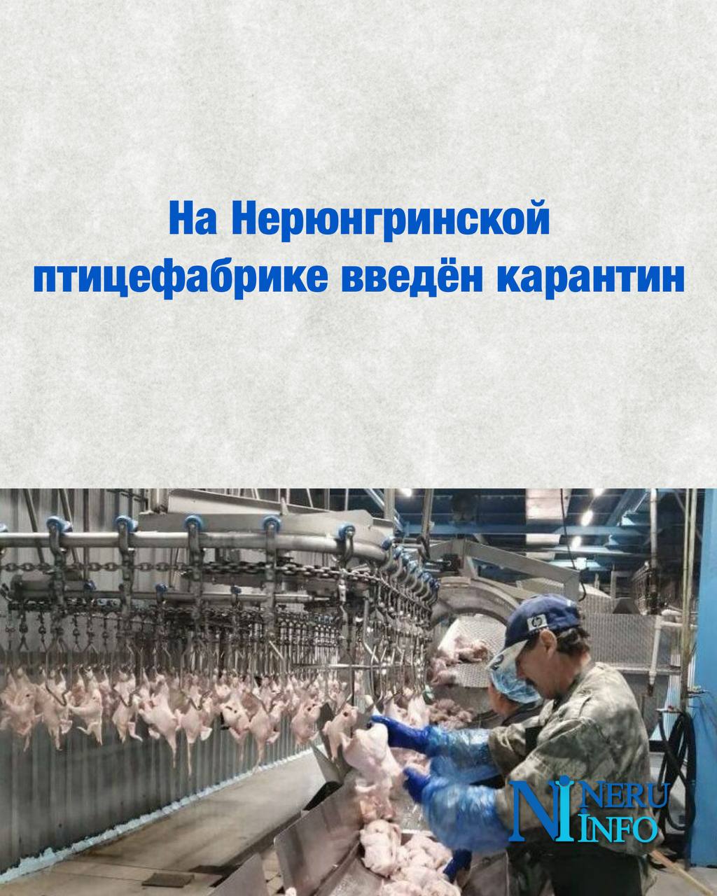 На Нерюнгринской птицефабрике введён карантин   С 6 августа 2025 года на территории ООО «Экоптица»  Нерюнгринская птицефабрика  введены ограничительные меры. Причиной стало выявление сальмонеллёза у птиц по результатам лабораторных исследований Иркутской испытательной лаборатории ФГБУ «ВНИИЗЖ» от 5 августа 2025 года.  Карантин установлен в соответствии с распоряжением Управления ветеринарии Республики Саха  Якутия  для ликвидации очага заболевания и недопущения его распространения.  На период действия ограничений запрещается вывоз птицы и инкубационных яиц в другие хозяйства, а также поставка в торговую сеть яиц от заражённой птицы.  Меры будут действовать до полного устранения заболевания.  На основе информации пресс-службы НГА