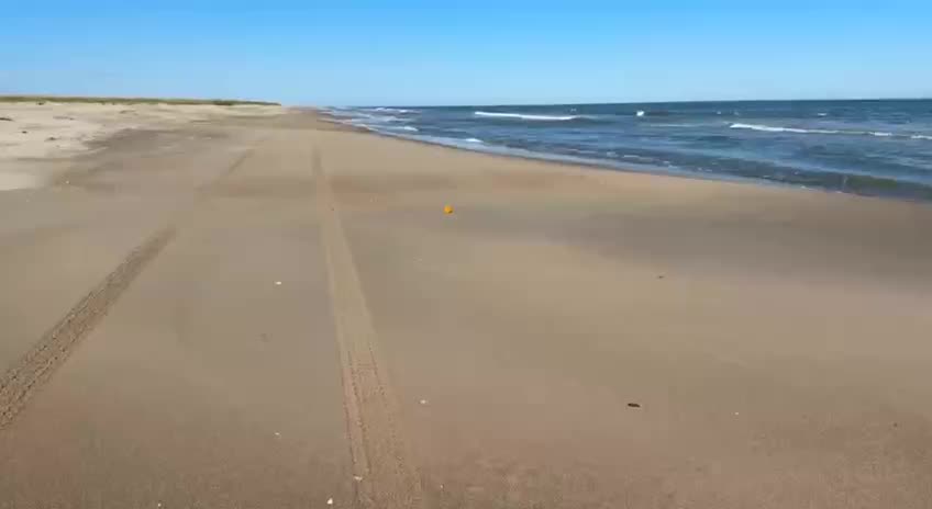 Сахалинцы находят апельсины на берегу Охотского моря
