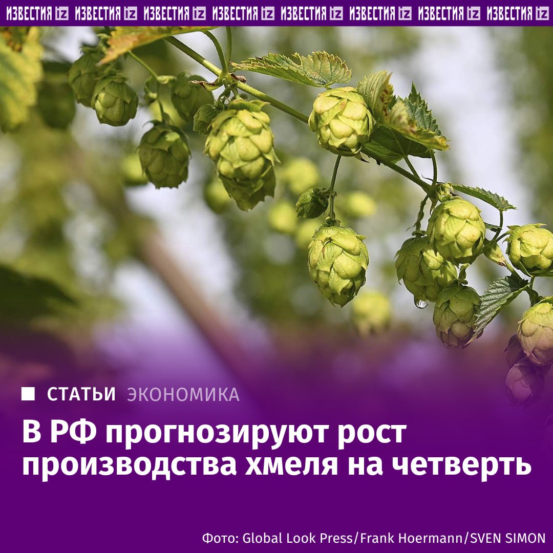 Охмелеть можно Минсельхоз прогнозирует рост производства хмеля на 22 В ведомстве отметили что в последние годы объемы выращивания растения в России демонстрирует положительную динамику По итогам 2024 го объем составил 328 8 т что в 1 7 раза превышает уровень 2021 го 194 4 т В 2025 году по данным хмелепроизводящих регионов валовой сбор может превысить 400 т сообщили в ведомстве Растет и общая площадь хмельников в России по итогам прошлого года она увеличилась на 6 9 и составила 332 4 га отметили в министерстве Также повышаются темпы закладки новых хмельников Так в 2024 м заложено 136 9 га что в 3 8 раза выше показателя 2023 го Подробнее читайте в эксклюзивном материале Известий Больше новостей тут МАХ Отправить новость