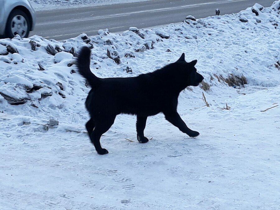 В Благовещенске привлекли к ответственности хозяйку пса которая выпускала питомца на самовыгул Действия женщины расценили как жестокое обращение с животными Административное дело рассмотрели специалисты амурского управления ветеринарии Сообщение о гибели при ДТП собаки в амурское управление ветеринарии поступило из полиции К правоохранителям обратилась хозяйка животного которая рассказала что выпустила собаку погулять но назад та не вернулась Женщина вышла на поиски и через некоторое время нашла питомца на обочине дороги он погиб под колесами машины Благовещенка надеялась наказать водителя но в итоге была привлечена к ответственности сама Выпуская своего питомца на самовыгул владельцы не могут не понимать что рискуют его жизнью и здоровьем а также безопасностью окружающих Если они идут на этот риск это жестокое обращение с животным Даже если десять раз собака погуляла сама без происшествий это не значит что и в следующий раз все обойдется Оставшись на улице без присмотра пес может пострадать от других животных или человека отравиться подобрав что то с земли а также попасть под машину что и произошло в данном случае пояснил начальник амурского управления ветеринарии Сергей Самохвалов За нарушение которое привело к гибели животного благовещенке предстоит оплатить штраф в размере 5 тысяч рублей Примечательно что в данном случае иск в суд мог бы подать и владелец автомобиля если бы его машина пострадала из за собаки выскочившей на дорогу В этом случае хозяйке пса пришлось бы оплатить и ремонт авто рассказали у правлении ветеринарии Аналогичный случай жестокого обращения с животным был зафиксирован и в Тынде Владелец собаки не желая платить штраф пытался обжаловать решение через суд но проиграл дело Теперь ему придется заплатить больше к штрафу за жестокое обращение с животными добавился еще один за уклонение от уплаты штрафа а также судебные издержки