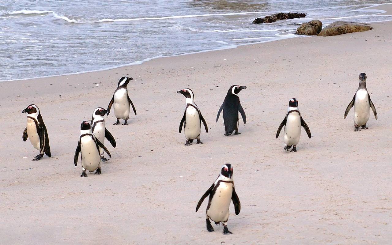 Более 60 тыс африканских пингвинов в ЮАР умерли от голода из за сокращения популяции сардин С 2004 по 2012 год погибло более 95 африканских пингвинов в двух крупнейших гнездовых колониях на островах Дассен и Роббен По словам исследователей этот вид ежегодно сбрасывает изношенные перья и отращивает новые Период длится 21 день и в это время африканские пингвины вынуждены оставаться на суше Чтобы пережить этот период голодания им нужно заранее набрать вес Если до линьки или сразу после нее будет трудно найти пищу у них не хватит запасов чтобы пережить голодание отметил специалист Центра экологии и охраны природы Эксетерского университета Ричард Шерли По его словам сокращение численности африканских пингвинов наблюдается и в других местах за 30 лет их популяция уменьшилась почти на 80 Африканская инициатива Подписаться