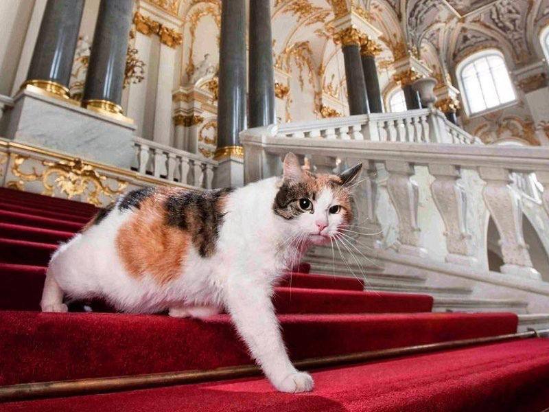 В Эрмитаже отпразднуют День эрмитажного кота 31 мая, в Зимнем дворце пройдёт традиционный праздник «День эрмитажного кота». Для посетителей подготовили обширную программу: конкурсы «Мой эрмитажный кот», выставка китайских народных картин, интерактивная игра по залам музея и проект «Жил-был кот» от студии «Новые городские художники». Посетители также смогут побывать в подвале Зимнего дворца и узнать, как живут коты, охраняющие музей. #Центральный_РК