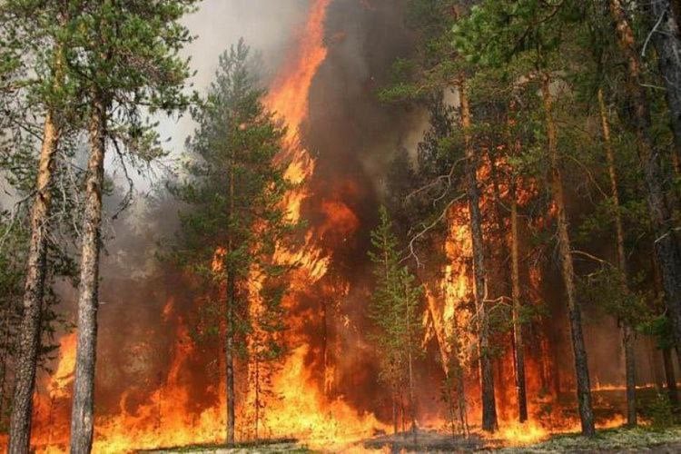 Площадь пожара увеличилась до 100 га  Лес в Милютинском районе загорелся ночью 29 сентября после атаки беспилотников.