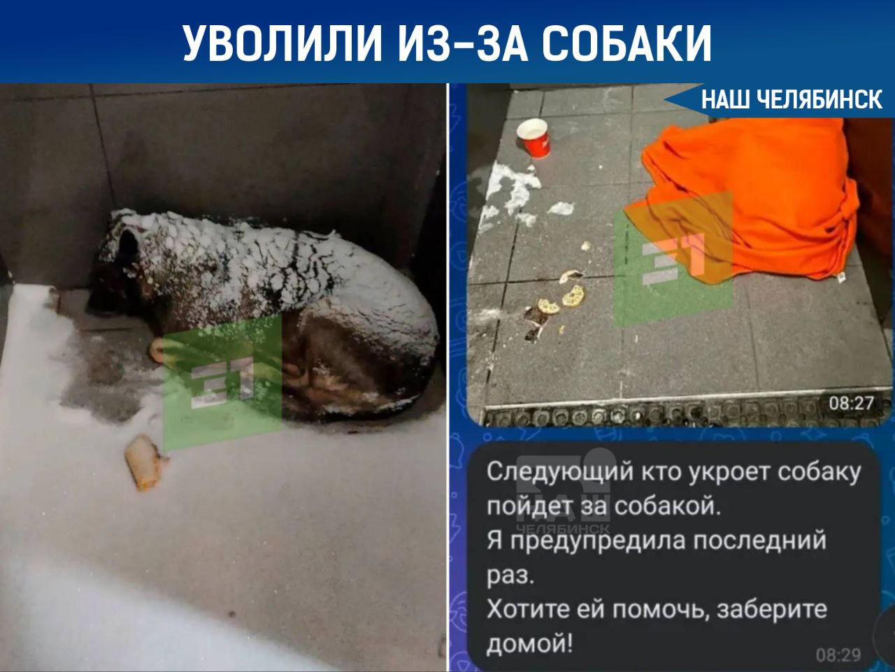 Челябинского курьера уволили за укрытую пледом собаку В одной из пиццерий города сотрудника уволили после того как он накрыл пледом дворнягу которая уже полтора года ночует на крыльце заведения Раньше весь коллектив заботился о собаке а прежняя управляющая даже выделила плед на зиму В феврале в заведении сменился руководитель Новая начальница как утверждают сотрудники заявила Кто укроет собаку окажется на улице вместе с ней Через несколько дней сотрудник всё же укрыл животное это заметили по камерам и его уволили Теперь работники боятся помогать псу а горожане надеются что для собаки найдётся дом Мы в MAX ВК ОК ТГ Не пропустите важные новости