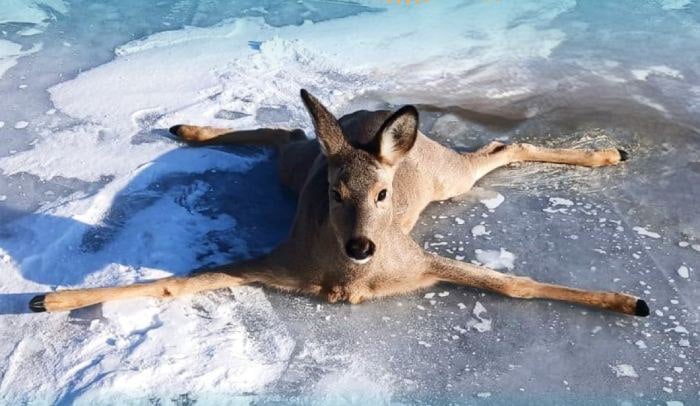 На льду Байкала спасли косулю, которая упала «звёздочкой» и не могла сама встать.   На помощь ей пришли госинспекторы ФГБУ «Заповедное Прибайкалье».   На руках они донесли молодую самочку до берега и убедились, что с ней всё в порядке   фото: старший государственный инспектор Андрей Игнатенко