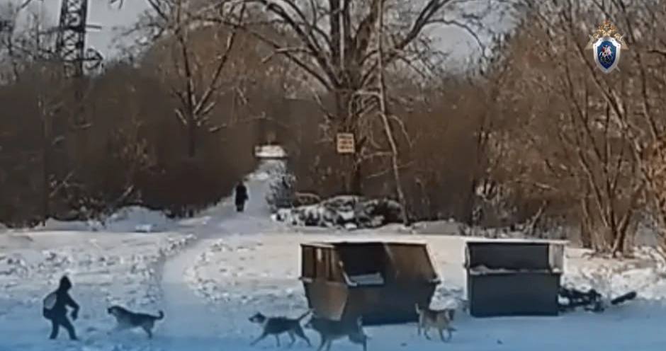 В СНТ Строитель стая бездомны собак кошмарит людей Псы успели напасть на инвалида а потом и на школьника Ребёнка повалили на снег К счастью мальчик не пострадал во время вмешались прохожие По факту бездействия службы отлова животных следователи завели уголовное дело Подписаться Прислать новость novosti chelyab bot