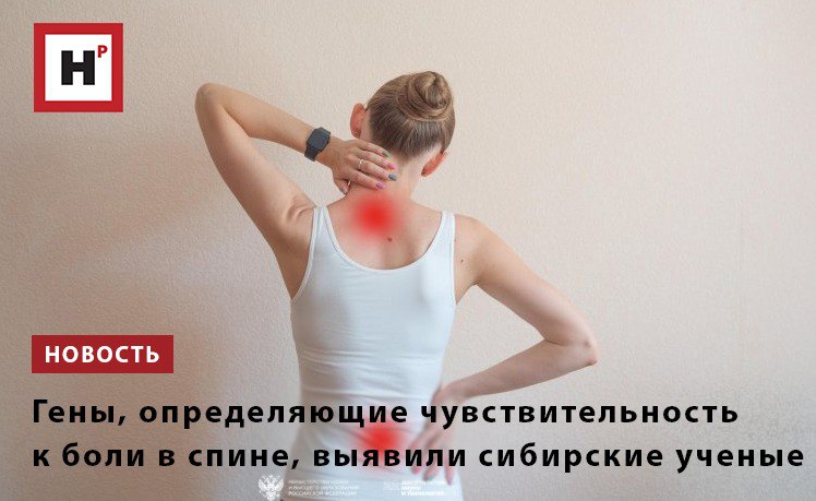 Исследователи из ИЦиГ СО РАН выявили гены, определяющие индивидуальную чувствительность человека к боли в спине. Оказалось, что риск развития болевых ощущений зависит от индивидуальной генетической предрасположенности конкретного пациента. Если человек имеет высокую наследственную склонность к хроническим болям, даже небольшие нарушения структуры позвоночника способны привести к появлению болезненных симптомов. Напротив, у тех, кто генетически менее восприимчив к боли, значительные отклонения на МРТ могут никак себя не проявлять. Всего удалось обнаружить свыше десятка генов, участвующих в контроле хронической боли. Наибольший вклад вносят гены, которые отвечают за деятельность нервной системы. За ними следуют гены, задействованные в развитии костно-хрящевых структур позвоночника. Замыкают список гены, участвующие в работе иммунной системы, но их роль в возникновении боли также ограничена. Фото: Елена Трухина Подробнее на портале Научная Россия #гены #боль_в_спине