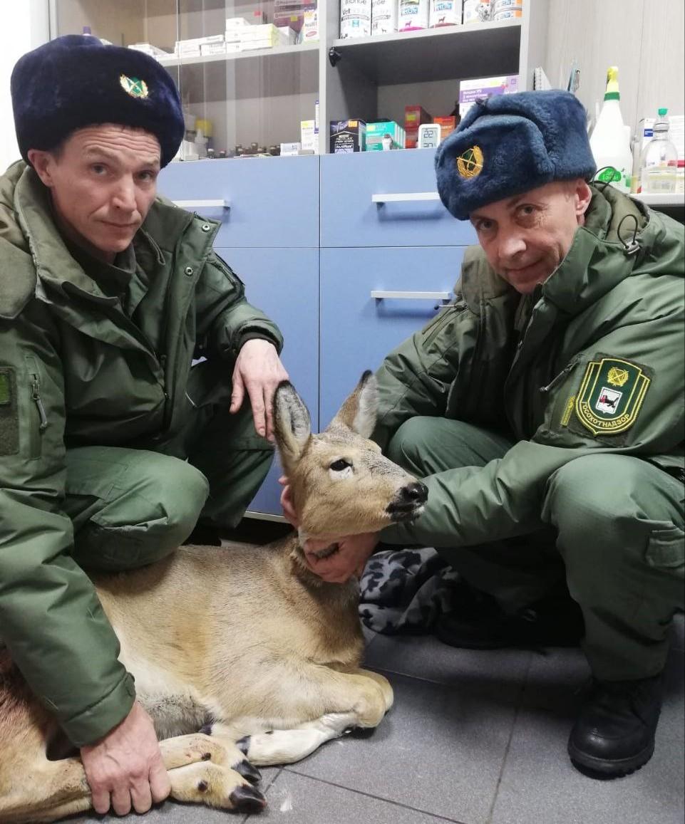 "Кто-то слишком много ест": косуля зажировалась к Новому году и застряла в заборе в Иркутской области.  Жители СНТ увидели животное в затруднительном положении. На помощь косуле оперативно прибыли ветврач и сотрудники охотнадзора, сообщили в ведомстве.   Спасенного зверька осмотрели, убедились в отсутствии травм и отпустили в естественную среду обитания.       Отправить новость