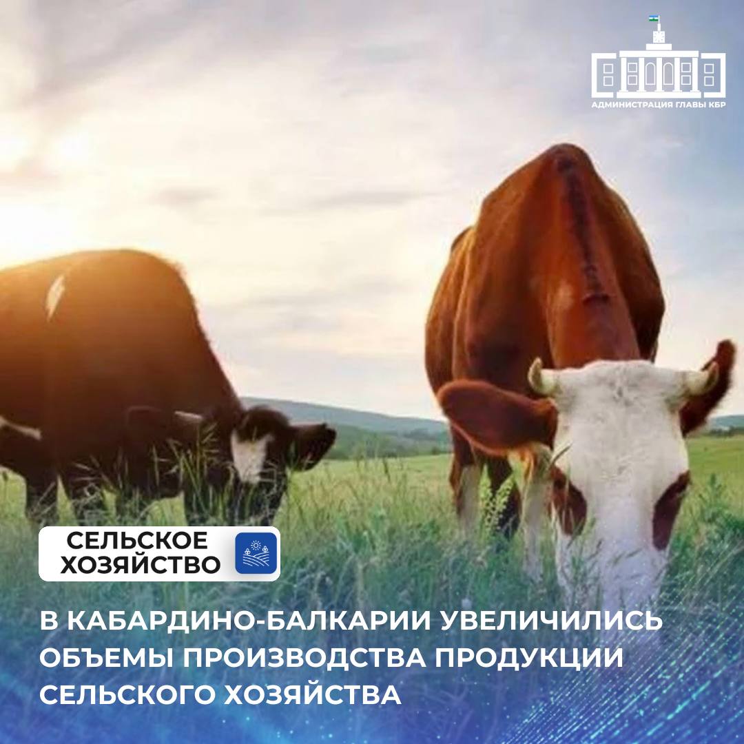 Животноводы Кабардино-Балкарии увеличили производство мяса скота и птицы на убой в живом весе. Объемы продукции за первые три месяца 2025 года выросли на 5,6%. В натуральном выражении этот показатель достиг 25,6 тысячи тонн. Большая часть сельхозпродукции приходится на организованный сектор – свыше 68% , или 17,5 тысяч тонн мяса скота и птицы на убой в живом весе. Динамика роста также фиксируется в производстве яиц: было получено 44,6 миллиона штук, что почти на 3% больше аналогичного периода прошлого года.