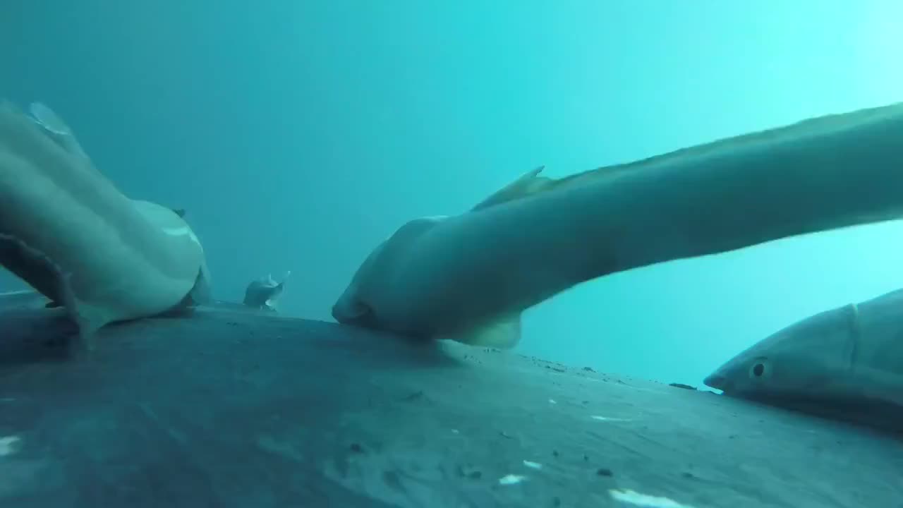 Ученые фиксируют поведение горбатого кита у Балтийска