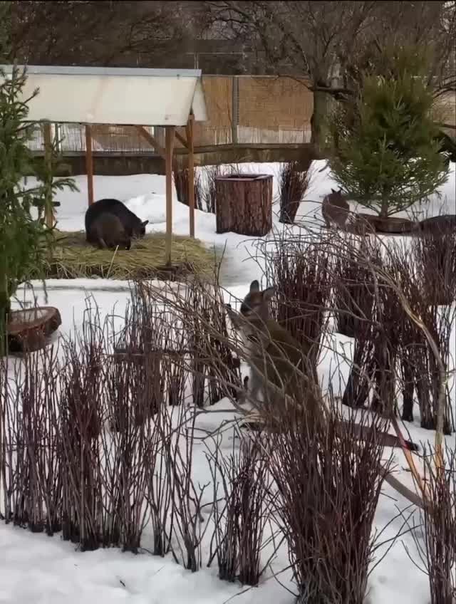 В Ленинградском зоопарке родились три кенгурёнка