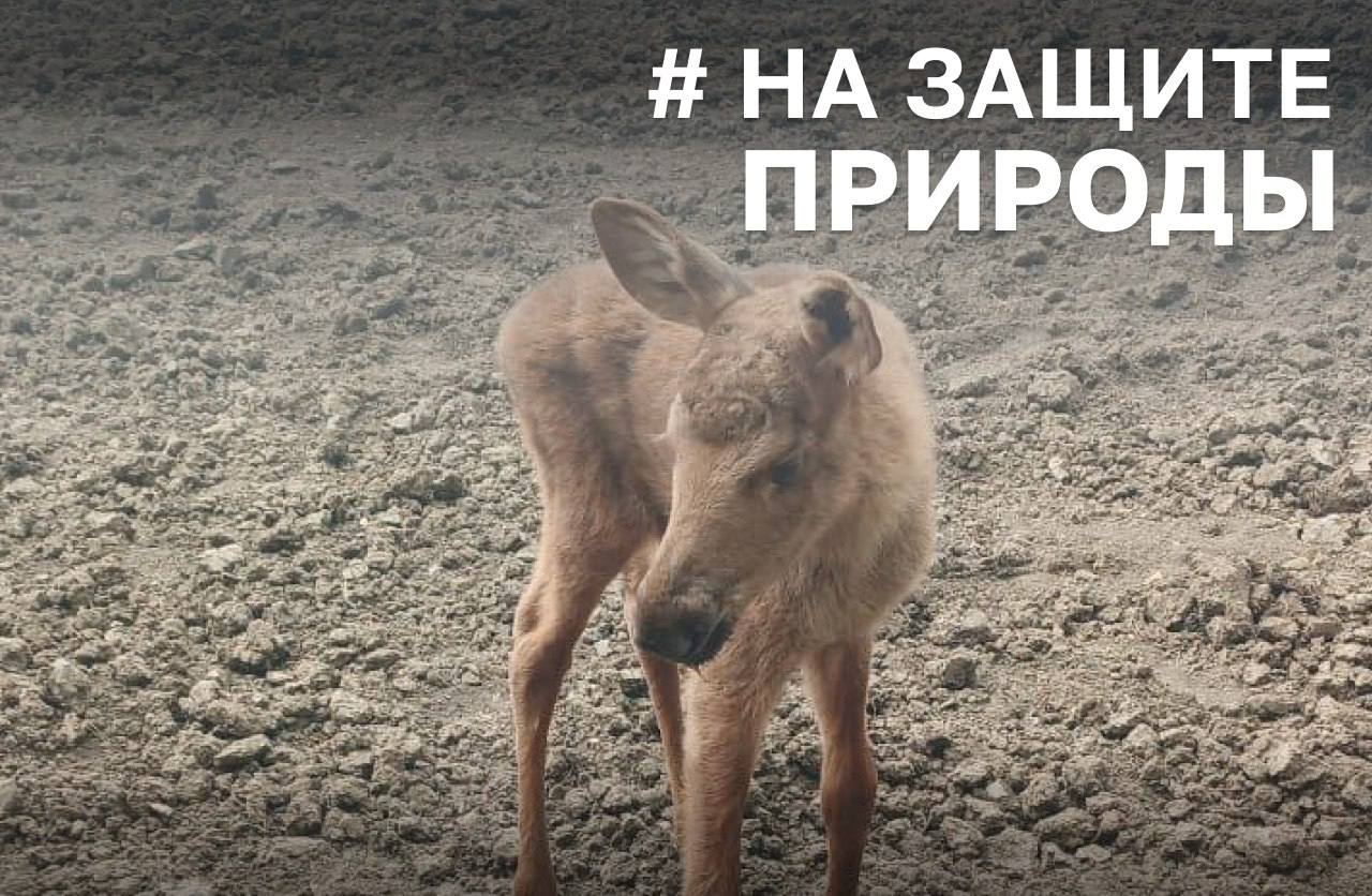 Двух лосят спасли от лесного пожара в Красноярском крае 18 мая в Сухобузимском районе начался лесной пожар, на борьбу с которым оперативно выехали пожарные, а позже присоединились четыре группы специалистов и тяжелая техника. В дыму заметили копошение – лосята, которых добровольцы на руках вынесли из опасной зоны. Детеныши были слабенькие и едва стояли на ногах. Вскоре появилась лосиха, но отступила. Пока она пряталась, лосята освоились на поле – один спал, другой играл с трактором. Позже лосиха увела их в безопасное место. В Лесопожарном центре отметили, что возгорание произошло из-за неосторожного обращения с огнём. #НаЗащитеПрироды