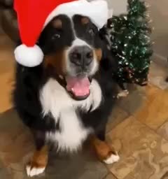 В России перед Новым годом вырос интерес к услугам зоонянь