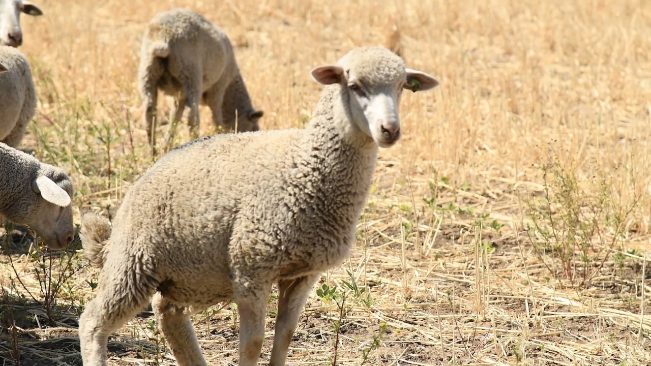 Союз овцеводов появится в Бурятии На выставке БайкалАгро 2025 решили объединить овцеводов Бурятии в единый Союз Цель собрать разрозненные хозяйства и фермеров вместе чтобы проще было решать системные проблемы и развивать отрасль Союз позволит координировать усилия по переработке шерсти реализации мяса и другим вопросам волнующих овцеводов отметил министр сельского хозяйства Бурятии Амгалан Дармаев Координатором Союза стал Жаргал Батуев В организацию войдут представители Минсельхоза ветеринарной и племенной служб а также Буддийская традиционная Сангха России которая несколько лет успешно ведёт программу Социальная отара По словам главы фермерского хозяйства Игоря Доржиева объединение даст шанс решать даже непростые задачи например возрастную градацию баранины для покупателей Работа Союза будет постоянной с квартальными совещаниями для оперативного решения актуальных вопросов отрасли Бурятия