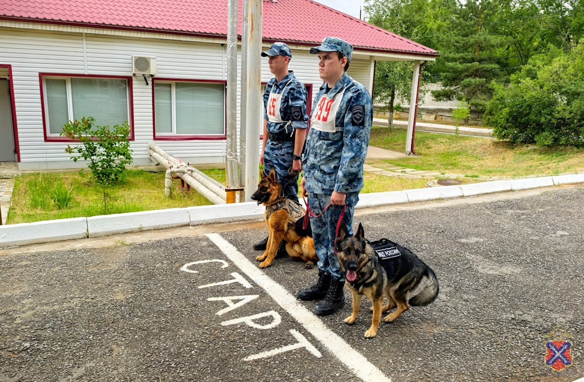 В Волгограде стартовали региональные соревнования кинологов со служебными собаками В рамках мероприятий, посвященных 116 годовщине образования кинологической службы МВД России, стартовали ежегодные соревнования специалистов-кинологов Волгоградской области со служебными собаками. История создания кинологических подразделений МВД России берет свое начало 21 июня 1909 года, когда в Санкт-Петербурге состоялось открытие первого в России питомника полицейских сыскных собак. Этот питомник стал первым кинологическим подразделением МВД России. Четвероногие питомцы, несмотря на технический прогресс, по-прежнему являются верными и бескорыстными помощниками полицейских в борьбе с преступностью. Конкурс проводится на базе Центра кинологической службы регионального Главка МВД и включает в себя множество направлений: поиск наркотических средств и психотропных веществ, обнаружение взрывчатых веществ, взрывных устройств, боеприпасов и оружия, розыск по запаховым следам человека с последующим его задержанием и другие. Сегодня в день открытия конкурса, 43 сотрудника кинологической службы области со своими четвероногими напарниками соревновались в выполнении комплекса приёмов управляемости служебными собаками, преодолении кроссовой дистанции, обследовании местности по поиску запаховых следов человека, выявлении тайников с наркотиками в автотранспорте и малогабаритном багаже. Состязания будут проходить в течение 3 дней. Победители регионального конкурса будут определены и награждены в преддверии Дня образования кинологической службы МВД России.