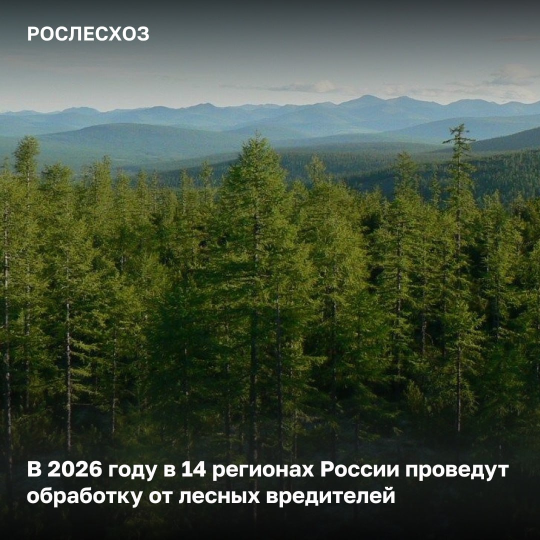 В рамках государственного лесопатологического мониторинга Рослесозащита подведомственная организация Рослесхоза сформировала реестр лесных участков на которых рекомендовано проведение мероприятий по ликвидации очагов вредителей Где проведут работы Работы запланированы в 14 регионах республиках Алтай Бурятия Тыва и Дагестан Алтайском и Красноярском краях Волгоградской Курганской Новосибирской Омской Оренбургской Самарской Томской и Тюменской областях Общая площадь мероприятий составит 551 8 тыс га В каких регионах выявлены наибольшие площади очагов вредителей Республика Бурятия 375 2 тыс га Новосибирская область 41 5 тыс га Курганская область 14 9 тыс га О подготовке работ в регионах Регионам необходимо активно включиться в работу по подготовке и организации мероприятий по ликвидации очагов лесных вредителей Рослесхоз направил письма в адрес региональных лесных ведомств о необходимости предоставления обоснований на проведение работ на 2026 год В срок обоснования поступили от всех регионов за исключением Омской области Этот регион а также Новосибирская область не запланировали мероприятия по ликвидации очагов вредителей на 2026 год несмотря на наличие федерального финансирования заложенного на проведение этих работ Регионы рискуют сорвать проведение мероприятий что может повлечь увеличение распространения вредителей Рослесхоз уже направил письма в адрес глав этих регионов с просьбой взять работу по ликвидации лесных вредителей на личный контроль подчеркнул заместитель руководителя Рослесхоза Алексей Венглинский Когда пройдут мероприятия по обработке лесов от вредителей С учетом биологических особенностей и фаз развития вредных организмов мероприятия по обработке лесов от вредителей запланированы на II и III кварталы 2026 года Работы проведут как наземным так и авиационным способом с применением безопасных для лесных экосистем биологических и химических препаратов