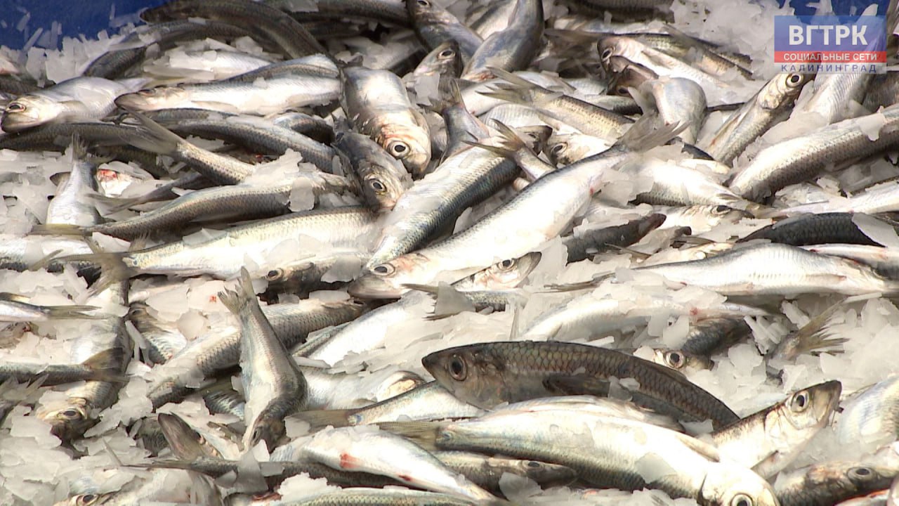 Путин в ответ на вопрос про стоимость рыбы назвал опасным регулирование государством цен на продукты  Рыбы на столе россиян не хватает страна пока не дотягивается до норм в этой части заявил Путин Надо улучшить логистику транспортные возможности поговорить по налогообложению создать условия для продления строительства рыболовных судов Много вопросов которые должны привести к желаемому результату подчеркнул глава государства