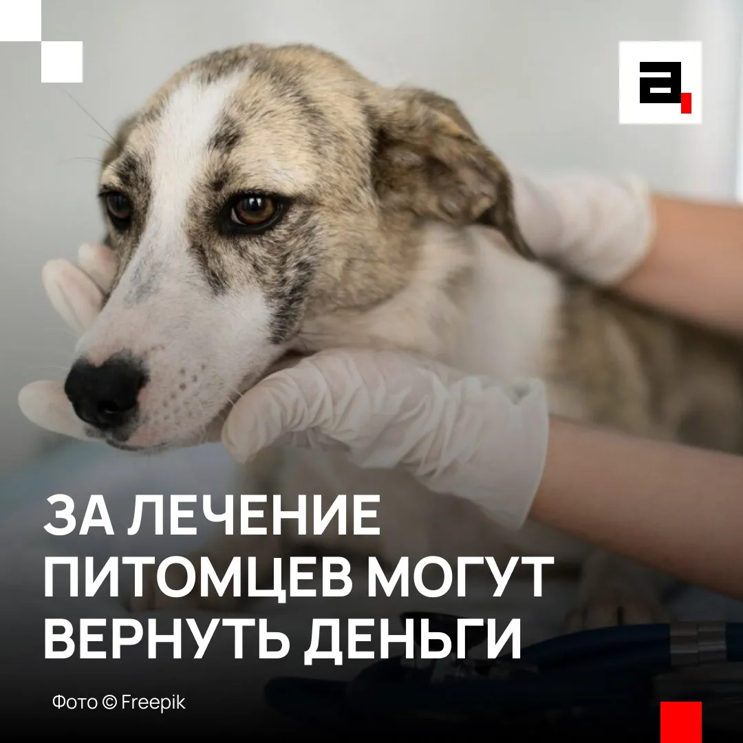 Налоговый вычет предложили ввести за лечение питомцев Депутат Николай Новичков заявил Абзацу что люди которые потратились на ветеринаров должны получать от государства часть денег обратно как за свое лечение По его словам для многих людей питомцы это полноценные члены семьи и их болезни становятся серьезным стрессом Надо создавать условия чтобы все вопросы решались легче и с меньшими расходами для семей сказал Новичков Размер вычета он предлагает сделать таким же как и за лечение людей   Подпишитесь на Абзац в Максе
