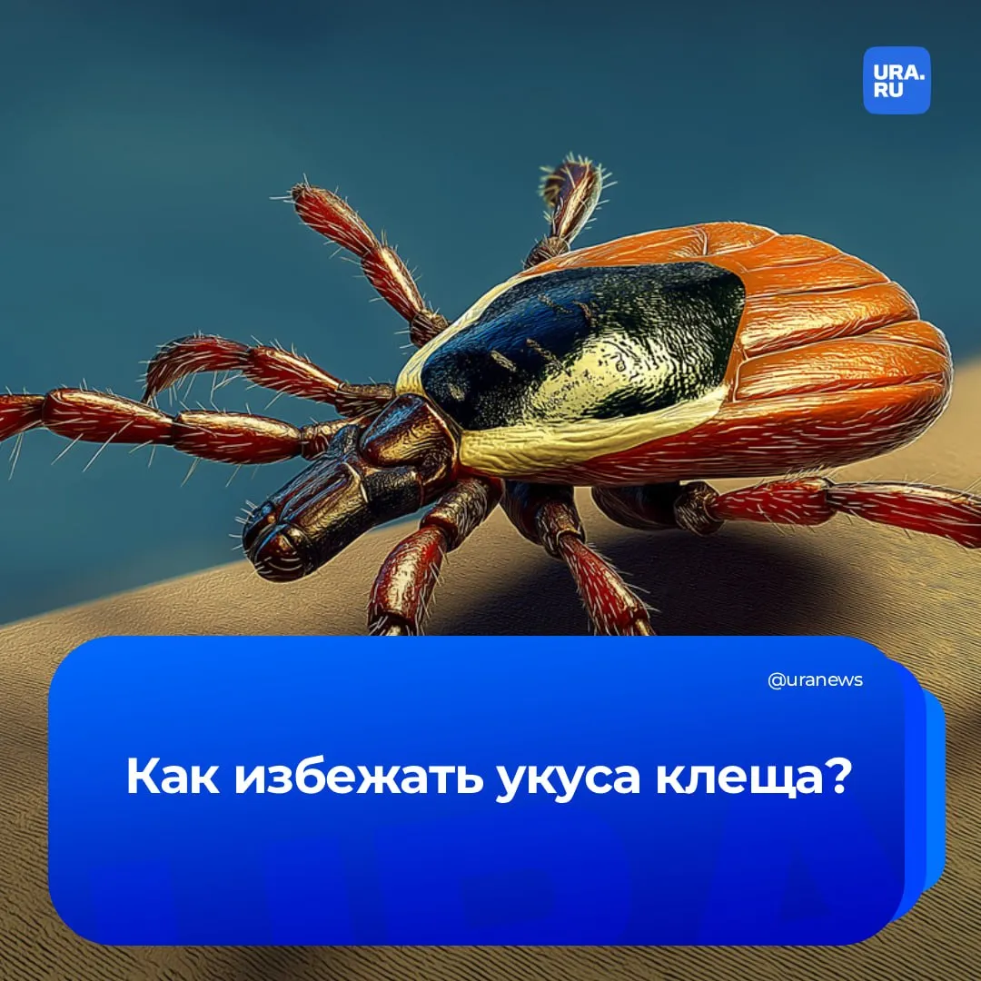 Самый лучший способ защиты от клещей это одежда с длинными рукавами Помимо этого существуют и другие меры предосторожности о которых рассказали во Всемирной организации здравоохранения ВОЗ заправляйте брюки в носки используйте защитные спреи от насекомых а также избегайте высокой травы и густой растительности Людям которые работают на открытом воздухе рекомендуется проконсультироваться с врачом по поводу вакцинации против клещевого энцефалита С начала сезона по данным Роспотребнадзора в больницы из за укусов насекомых обратилось уже более 18 тыс граждан Подписаться на URA RU мы в MAКС