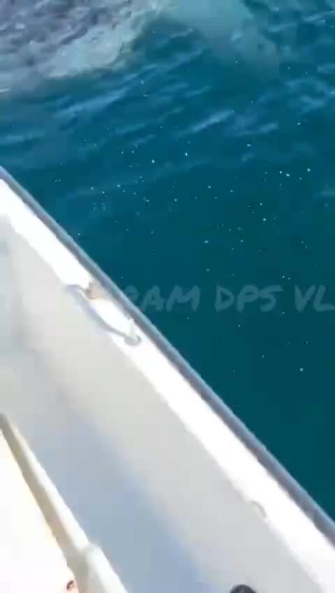 Вирусное видео об акуле в Андреевке оказалось фейком