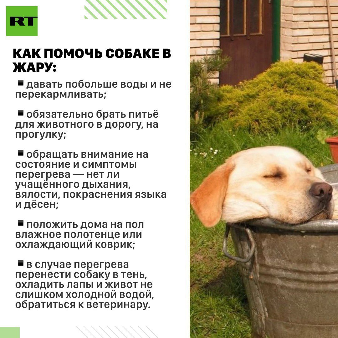 Как помочь собаке справиться с жарой и чего точно нельзя делать? На фоне температурных рекордов журналисты RT спросили об этом ветеринара Евгения Цыпленкова и доктора ветеринарных наук Андрея Руденко. Подробнее — на карточках