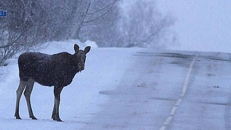 Автодор предупреждает калужан лоси стали чаще выходить на трассы Из за сильных морозов лоси все чаще выходят к трассам в поисках еды прежде всего соли которой посыпают дороги Дикие животные могут неожиданно появляться на проезжей части особенно в темное время суток и на участках рядом с лесом В прошлом году Калужская область попала на второе место в ЦФО по количеству ДТП с лосями Не грузит телеграм Подписывайся на наш канал в MAX