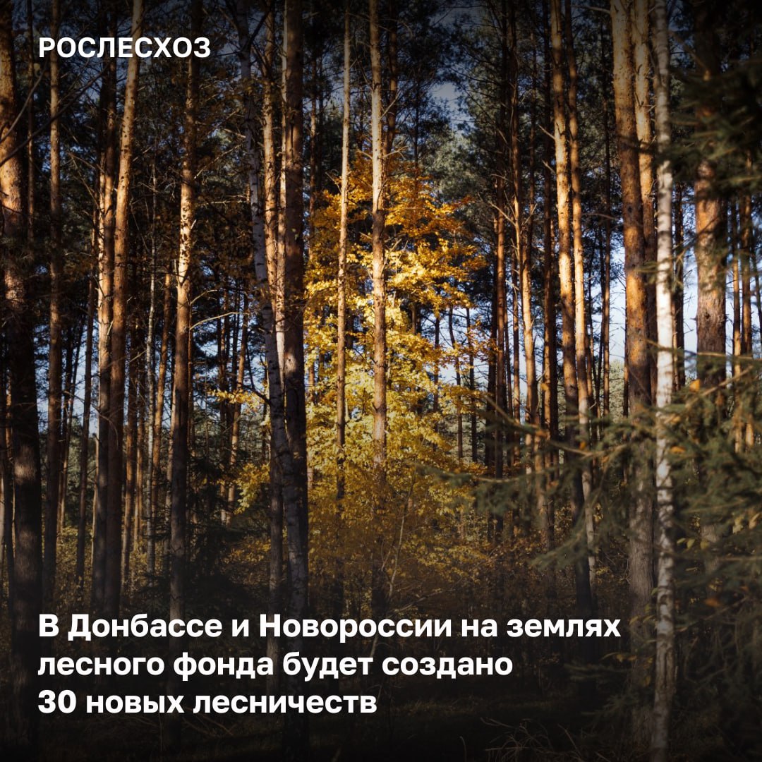 Ведомством в Донецкой Народной Республике, Луганской Народной Республике, Запорожской и Херсонской областях в 2024 году проведены лесоустроительные работы по проектированию лесничеств на землях лесного фонда.     Выполненные работы:  - определены площади и местоположение границ лесничеств;  - выполнено проектирование участковых лесничеств;  - определены площади и местоположение их границ и лесных кварталов; - подготовлены проекты квартальной сети;  - установлено координатное описание границ лесничеств, участковых лесничеств, лесных кварталов.    Про создание лесничеств  «Мы продолжаем интеграцию лесных ведомств Донбасса и Новороссии в законодательство страны. На бывших землях лесохозяйственного назначения на общей площади 681,5 тыс. га созданы новые лесничества - в ДНР -9, в ЛНР – 11, в Запорожской области – 2 и в Херсонской области - 8. Стоит отметить, что ранее в регионах отсутствовала категория земель лесного фонда, то есть лесничества на такой категории земель образовываются впервые. Проектная документация уже рассмотрена и согласована агентством при участии региональных лесных ведомств. Безусловно, это обеспечит увеличение площади категории земель лесного фонда в РФ и доли лесов, находящихся в федеральной собственности в целом, позволит регионам рационально и эффективно вести лесное хозяйство, включая мероприятия по сохранению лесов, а также осуществлять лесное планирование, направленное на устойчивое развитие территорий», - отметила замглавы Рослесхоза Анастасия Винокурова.