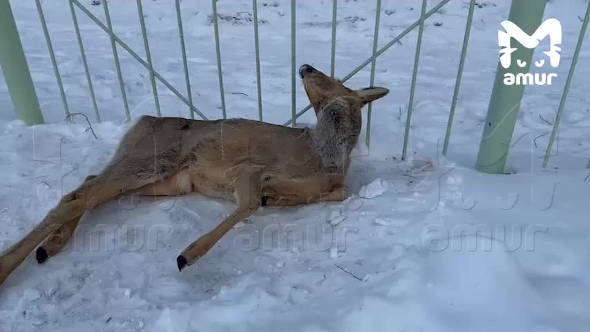 Косуля с травмой спасена в Комсомольске-на-Амуре