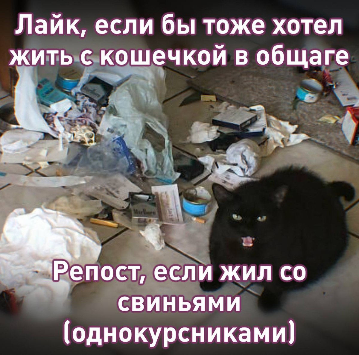 Университеты и колледжи США начали разрешать своим студентам проживание с животными в общежитиях Говорят что домашние животные могут помогать студентам бороться со стрессом А что ещё случилось