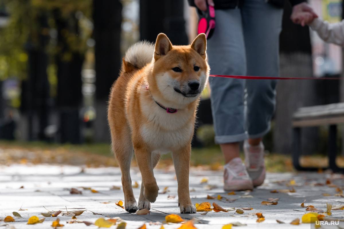 Песик погиб из за врачебной ошибки суд взыскал с ветклиники 250 тысяч Питомец пермячки умер после операции по извлечению кости из пищевода Экспертиза доказала помощь была ненадлежащего качества Владелица потребовала покрыть все расходы стоимость собаки затраты на лечение услуги клиники а также расходы на вскрытие и кремацию Индустриальнный районный суд постановил взыскать с частной ветклиники 136 280 материального ущерба 30 000 компенсации морального вреда и 83 140 в качестве штрафа Решение еще не вступило в законную силу   Подписаться   Дать буст Мы в MAX