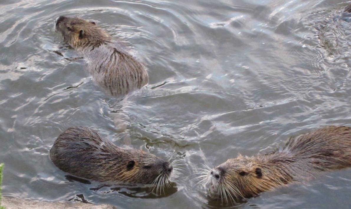 Краснокнижные речные выдры в Подмосковье начали готовиться к зиме они накапливают жир делают запасы и обустраивают жилища для будущих морозов сообщила пресс служба регионального Минэкологии Там отметили что речная выдра имеет статус редкого охраняемого вида в Московской области moscow on air