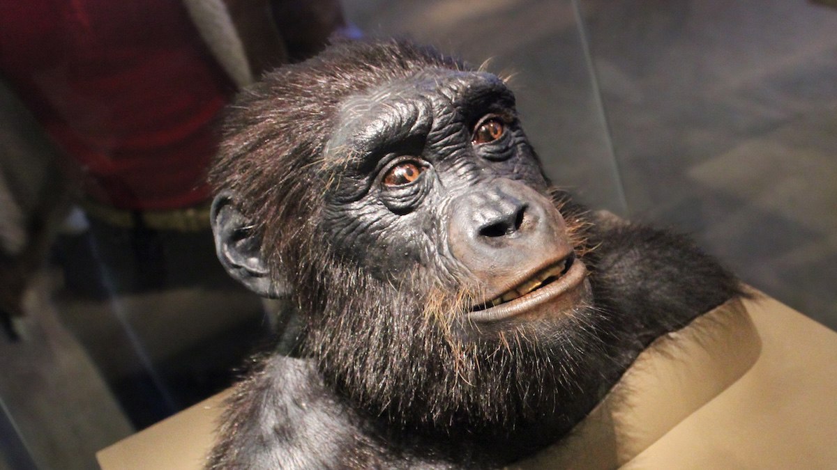 Ученые нашли доказательства прямохождения древних приматов из Чада Нью Йоркский университет заявил что сахелантропы род человекообразных приматов представители которого жили на территории современного Чада более 5 млн лет назад были прямоходящими следовательно могут считаться древнейшими предками человека Группа ученых смогла идентифицировать у сахелантропов бедренный бугорок являющийся точкой прикрепления подвздошно бедренной связки самой мощной связки в человеческом теле необходимой для прямохождения Sahelanthropus tchadensis обладал мозгом размером с мозг шимпанзе и вероятно проводил значительную часть своего времени на деревьях добывая пищу и ища убежище Несмотря на свой внешний вид сахелантроп был приспособлен к двуногому передвижению и ходьбе по земле сказал возглавлявший исследование доцент кафедры антропологии Нью Йоркского университета Скотт Уильямс С момента обнаружения первых фрагментов костей сахелантропа ведутся споры исследователей является ли этот вид одним из предков современного человека или относится к другой ветви эволюции Африканская инициатива Telegram ВК Max