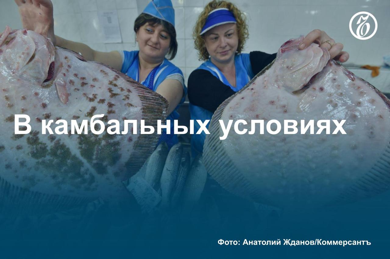 Оптовая цена камбалы растет на фоне снижения вылова, выяснил «Ъ». С января эта рыба подорожала на 27,6%, год к году — на 40,5%. В России в целом растет как потребление рыбы, так и цены на нее. Для популярной камбалы ситуация осложняется сокращением в этом году вылова на Дальнем Востоке при стабильно высокой до 25% доле продукции, отправляемой на экспорт. Дальневосточную продукцию поставляют в Китай, рыбу из Северного бассейна также отправляют в страны Евросоюза и Южную Корею. Подробнее — в материале «Ъ». #Ъузнал