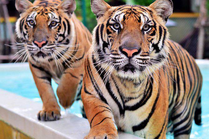 В Чиангмае за 12 дней погибли 72 тигра в туристических парках В провинции Чиангмай зафиксирована массовая гибель тигров По сообщениям местных СМИ за 12 дней на двух объектах связанных с Tiger Kingdom в районах Мэ Рим и Мэ Тэнг погибли не менее 72 животных Первые случаи были зафиксированы 8 февраля у десятков тигров появились признаки вялости и заболевания В последующие дни число погибших стремительно увеличилось Оба объекта временно закрыты для посетителей Образцы направлены на исследование в лаборатории Университета Чиангмая и профильные государственные учреждения Среди предварительных версий инфекционное заболевание Также проверяется качество кормов в том числе поставки куриного мяса Расследование ведёт Департамент национальных парков дикой природы и охраны растений Официальные результаты анализов ожидаются в ближайшее время Парки с тиграми в Чиангмае на протяжении многих лет оставались популярными туристическими площадками предлагая посетителям близкий контакт с животными   Подпишись taika v