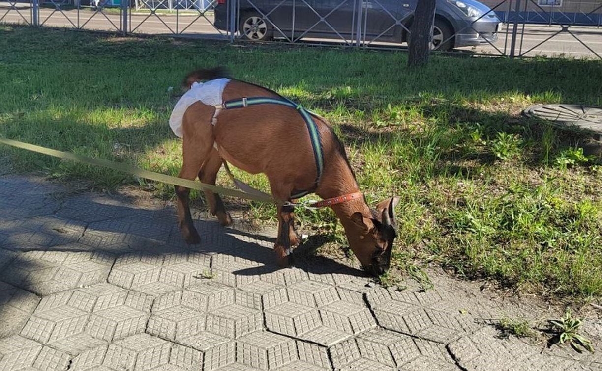 Забавное от соседей: на улице в Белогорске встретили козу в подгузнике  В городе Белогорск Амурской области заметили культурную козу — парнокопытная дама гуляла в подгузнике и на поводке. О необычном случае ИА "Порт Амур" рассказали в региональном управлении ветеринарии.  "Животное мирно выгуливалось в компании со своей хозяйкой. Впрочем, как выяснилось, коза живет в областном центре, а в Белогорске была "по делам", — поделились в ведомстве.    Напомним, Госдума утвердила штрафы за нарушения правил содержания животных. В частности, владелец обязан убирать оставленные питомцами биоотходы. За нарушение физлицам будет грозить предупреждение или штраф от полутора до трех тысяч рублей, должностным лицам —  от 5 до 15 тысяч рублей, организациям — от 15 до 30 тысяч.    Прислать новость   Подписывайся на «АСТВ.ру»