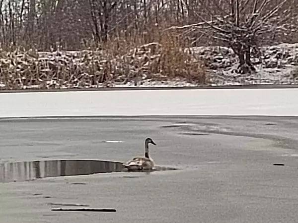 На водоеме в Гуково замерзает одинокий лебедь  Птица отбилась от стаи и не успела улететь в теплые края. Местные жители увидели, как птица плывет в районе второго ставка. Лебедь был совершенно один. Вероятно, отбился от стаи. Но, судя по наблюдениям горожан, пернатый не примерз ко льду и может самостоятельно передвигаться.  Но на улице минусовая температура, неизвестно, сколько еще лебедь протянет в таких условиях.   -Rostov.ru