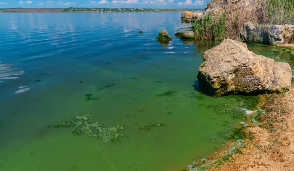 В московских прудах найдены токсичные штаммы цианобактерий Ученые из Института физиологии растений им К А Тимирязева РАН и их коллеги выявили в столичных водоемах два штамма цианобактерий Microcystis aeruginosa синтезирующих токсичные микроцистины Это бактерии способные к фотосинтезу они обитают в большинстве водоемов мира служат источником кислорода и пищей для мелких ракообразных и рыб Но если становится слишком тепло и много питательных веществ попадает в воду эти бактерии начинают быстро размножаться и делают воду мутной и зеленой Это приводит к росту вредных веществ которые могут поражать нервную систему печень и другие органы Особенно опасны эти токсины для водных животных птиц и млекопитающих включая человека Специалисты проверяли 12 московских водоемов включая Москву реку Гребной канал а также пруды в районах Крылатское Марфино и Останкинский которые летом активно используются для отдыха Ученые выделили 20 штаммов цианобактерий из родов Dolichospermum Aphanizomenon Anabaena Woronichinia Argonema и Microcystis Из них два штамма Microcystis aeruginosa синтезируют микроцистины гепатотоксины повреждающие клетки печени Один из токсичных штаммов был найден в Мещерском пруду где летом плавают люди Хотя в нормальных условиях эти бактерии не представляют угрозы их массовое размножение может вызвать серьезные проблемы Telegram МAX все наши каналы