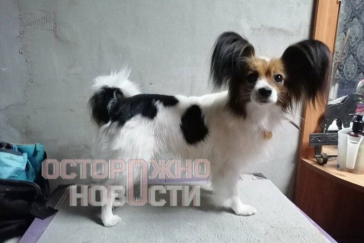 Пассажирка поезда Новороссийск Екатеринбург заявила что ее собаку выпустил проводник Милая собака по кличке Шура путешествовала в купе с хозяйкой 5 сентября на станции Поворино в Воронежской области питомец внезапно исчез Об этом сообщает телеграм канал Осторожно новости Ее видели сразу после того как она убежала через 15 минут Она мелькала на камерах вокзала Но время утеряно Проводники изначально скрыли факт пропажи собаки сказано в сообщении Тем временем собаку породы папильон ищут уже пять дней КП Екатеринбург отправила запрос по поводу ситуации с пропажей собаки в компанию РЖД На момент публикации ответ не поступил Подпишись на КП Екатеринбург